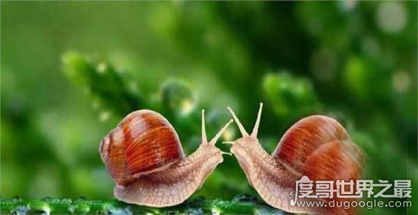 世界上牙齿最多的动物，蜗牛(牙齿全在舌头上共有26000多颗)