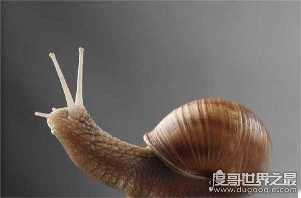 世界上牙齿最多的动物，蜗牛(牙齿全在舌头上共有26000多颗)