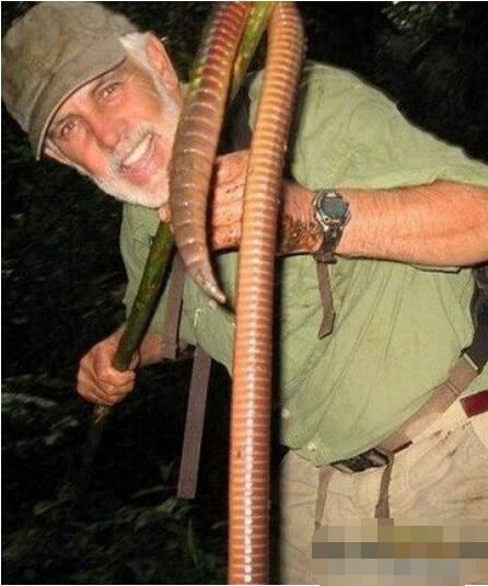 世界上最大最长的蚯蚓，巨型蚯蚓(长达2米重1斤)