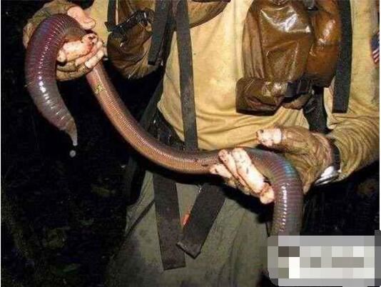 世界上最大最长的蚯蚓，巨型蚯蚓(长达2米重1斤)