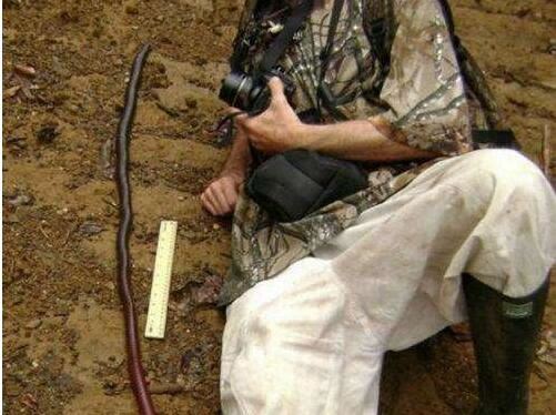 世界上最大最长的蚯蚓，巨型蚯蚓(长达2米重1斤)