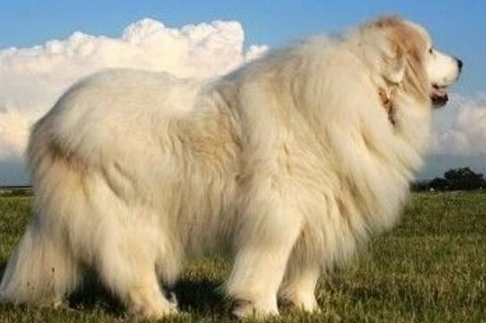 世界上最大的狗排名，世界上最大的5条狗(第一高2.3米)