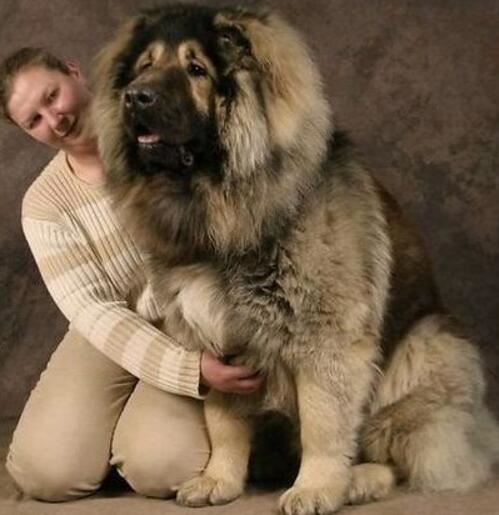 世界上最大的狗排名，世界上最大的5条狗(第一高2.3米)