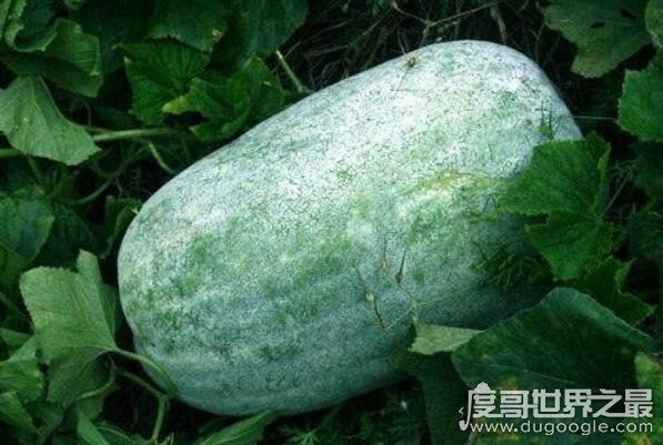 为什么没有北瓜,西葫芦即是北瓜(北瓜是地方概念/西葫芦是学名)