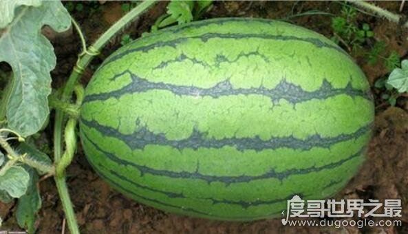 为什么没有北瓜,西葫芦即是北瓜(北瓜是地方概念/西葫芦是学名)