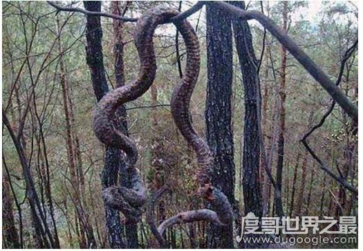 走蛟是什么意思,就是指蛟化龙的过程(它们通常在山洪暴发是出现)