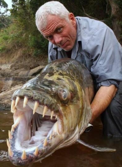 世界上最大的淡水鱼，巨型水虎鱼(长1.8米/重达114斤)