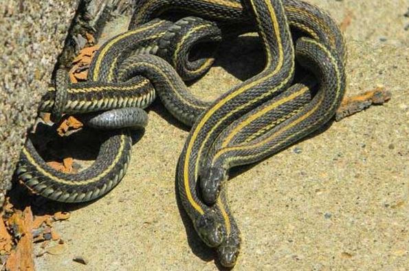 揭秘中国八三年蛇灾事件，或许事发地点并不在中国