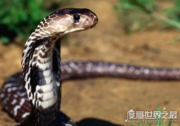 世界上体型最大的毒蛇,过山峰(眼镜王蛇)专以各种蛇类为食