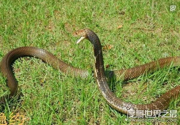 世界上体型最大的毒蛇，过山峰(眼镜王蛇)专以各种蛇类为食