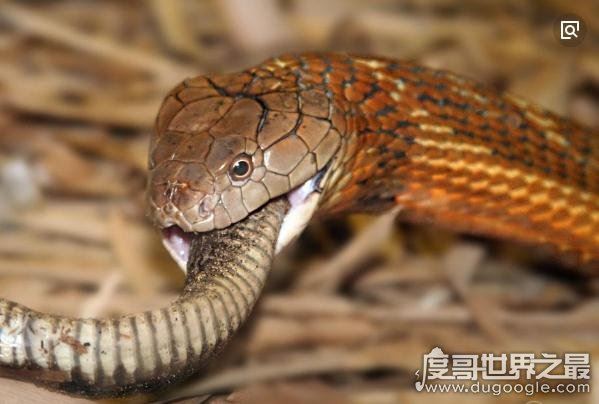 世界上体型最大的毒蛇,过山峰(眼镜王蛇)专以各种蛇类为食