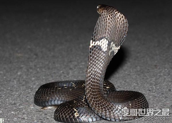 世界上体型最大的毒蛇，过山峰(眼镜王蛇)专以各种蛇类为食