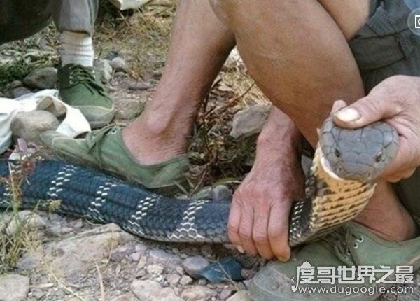 世界上体型最大的毒蛇，过山峰(眼镜王蛇)专以各种蛇类为食