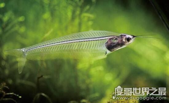 幽灵鱼又叫做玻璃猫,通体透明只看得见骨头