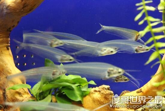 幽灵鱼又叫做玻璃猫，通体透明只看得见骨头