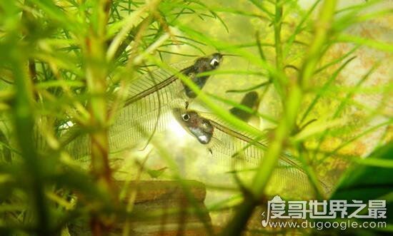 幽灵鱼又叫做玻璃猫，通体透明只看得见骨头