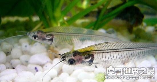 幽灵鱼又叫做玻璃猫，通体透明只看得见骨头
