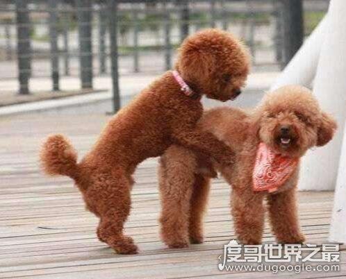 女生为什么不能养泰迪？日天日地日空气(因为泰迪很色)