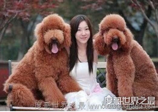 女生为什么不能养泰迪?日天日地日空气(因为泰迪很色)