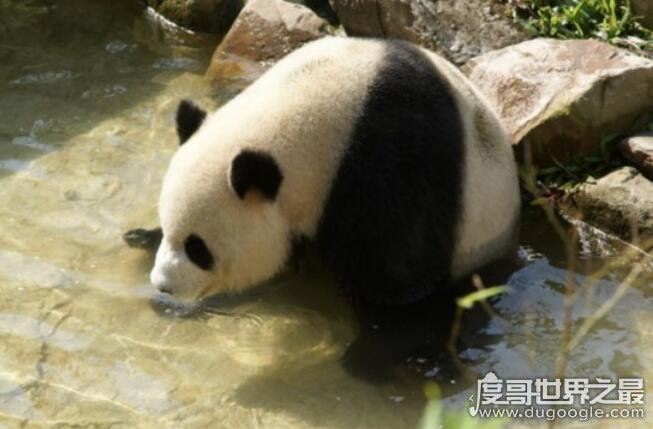 大熊猫生活在什么地方，海拔2600-3500的竹林(国家一级保护动物)