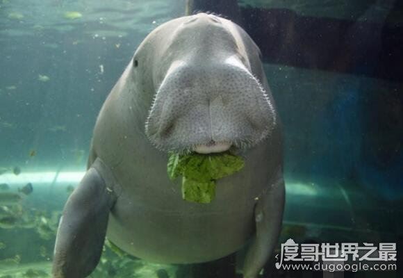 美人鱼是什么动物，一般认为儒艮或海牛是美人鱼的生物原型