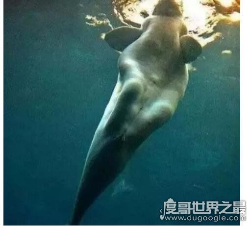 美人鱼是什么动物，一般认为儒艮或海牛是美人鱼的生物原型