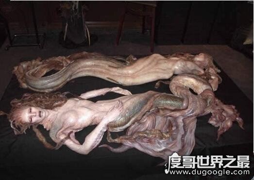 美人鱼是什么动物，一般认为儒艮或海牛是美人鱼的生物原型