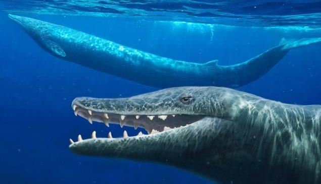 世界上咬合力最强的鲸鱼，龙王鲸可摧毁超过1600公斤重的头颅(已绝种)