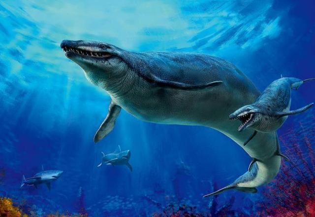 世界上咬合力最强的鲸鱼，龙王鲸可摧毁超过1600公斤重的头颅(已绝种)