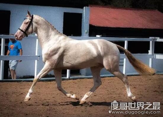 汗血宝马多少钱一匹，价值上千万的宝马每年饲养费就要好几万