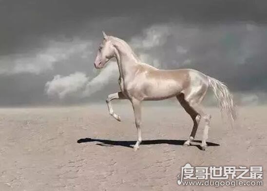 汗血宝马多少钱一匹，价值上千万的宝马每年饲养费就要好几万