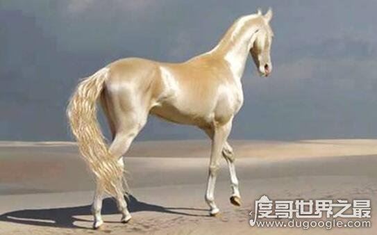 汗血宝马多少钱一匹,价值上千万的宝马每年饲养费就要好几万