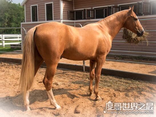 汗血宝马多少钱一匹，价值上千万的宝马每年饲养费就要好几万