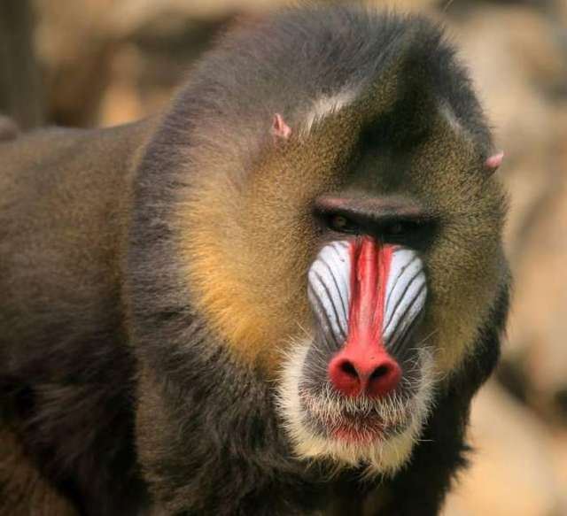 世界上最大的猴子，山峭体长可达78厘米重达到50斤(丑的狰狞)