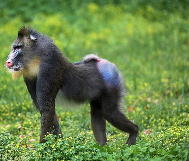 世界上最大的猴子，山峭体长可达78厘米重达到50斤(丑的狰狞)