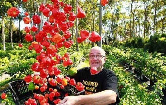 世界上第二辣的辣椒，印度鬼椒辣死过人(断魂椒)
