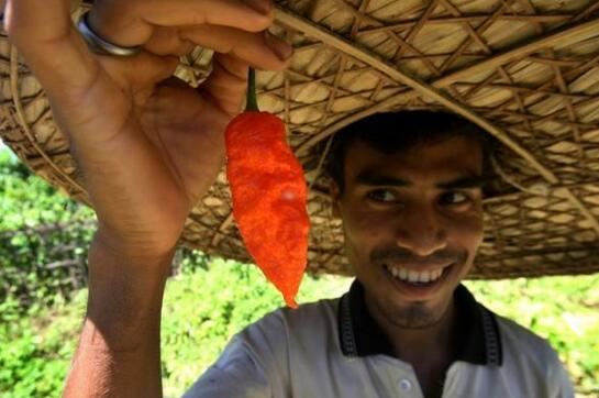 世界上第二辣的辣椒，印度鬼椒辣死过人(断魂椒)