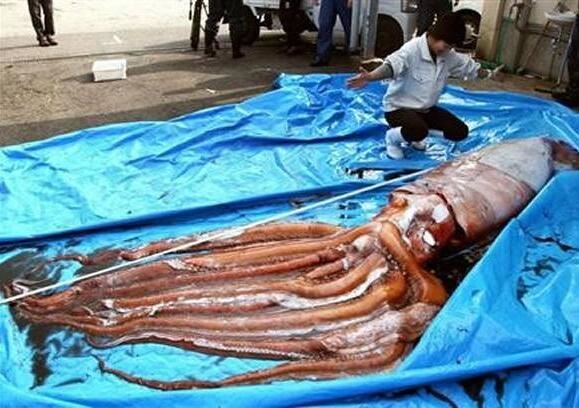 世界上最大大王乌贼有多大,80米是谣言(最大记录18.5米)