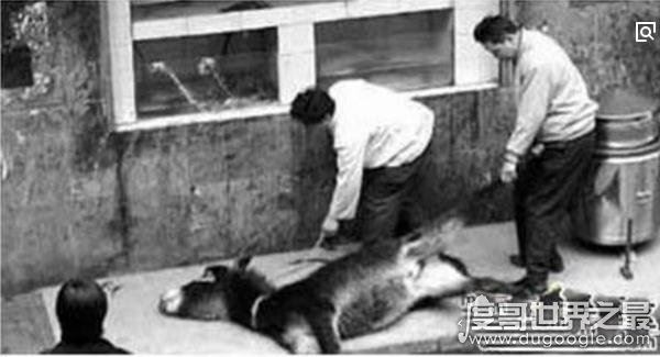 中国十大禁菜之活吃猴脑，往猴头内倒滚油(搅拌即食)