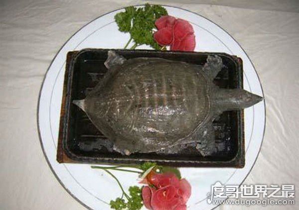 中国十大禁菜之活吃猴脑,往猴头内倒滚油(搅拌即食)