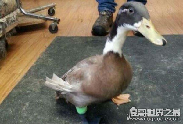 中国十大禁菜之活吃猴脑，往猴头内倒滚油(搅拌即食)