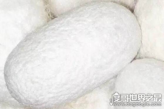 蚕吐丝是为了什么，排毒自我保护(6月14日蚂蚁庄园答案)