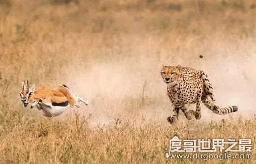 为什么猎豹不能长时间奔跑？身体过热会虚脱(6月12日蚂蚁庄园答案)