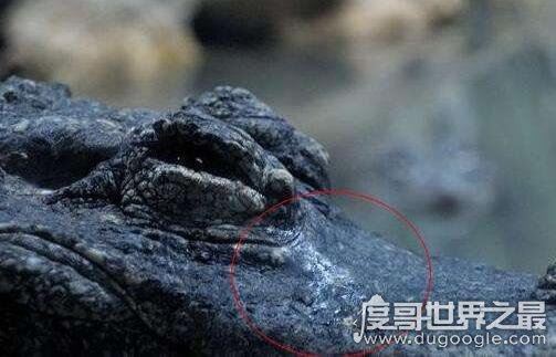 为什么鳄鱼在吃猎物的时候会流泪，排出体内盐分(6月16日蚂蚁庄园答案)