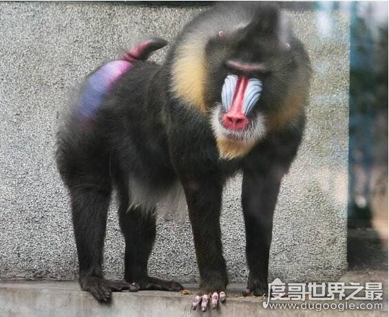 世界上最大的猴科动物,山魈(外形奇特的它们身长能接近80厘米)