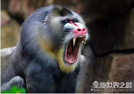 世界上最大的猴科动物，山魈(外形奇特的它们身长能接近80厘米)
