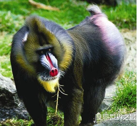 世界上最大的猴科动物，山魈(外形奇特的它们身长能接近80厘米)