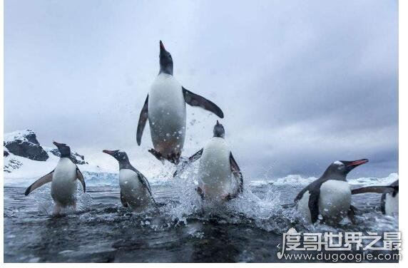 企鹅会飞吗，企鹅会游泳却不会飞翔(太胖了根本就飞不起来)