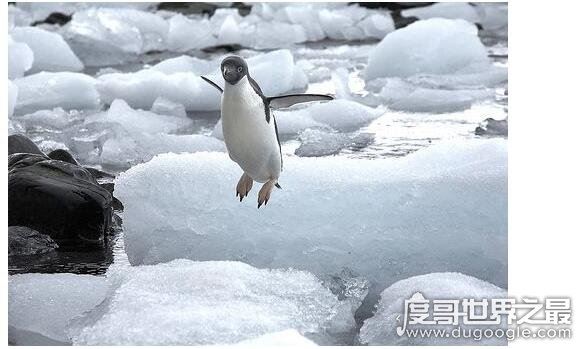 企鹅会飞吗，企鹅会游泳却不会飞翔(太胖了根本就飞不起来)