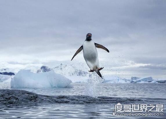 企鹅会飞吗，企鹅会游泳却不会飞翔(太胖了根本就飞不起来)